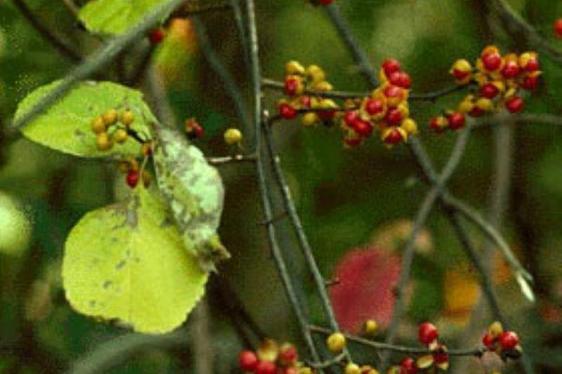 Celastrus_orbiculatus Celastrus_orbiculatus