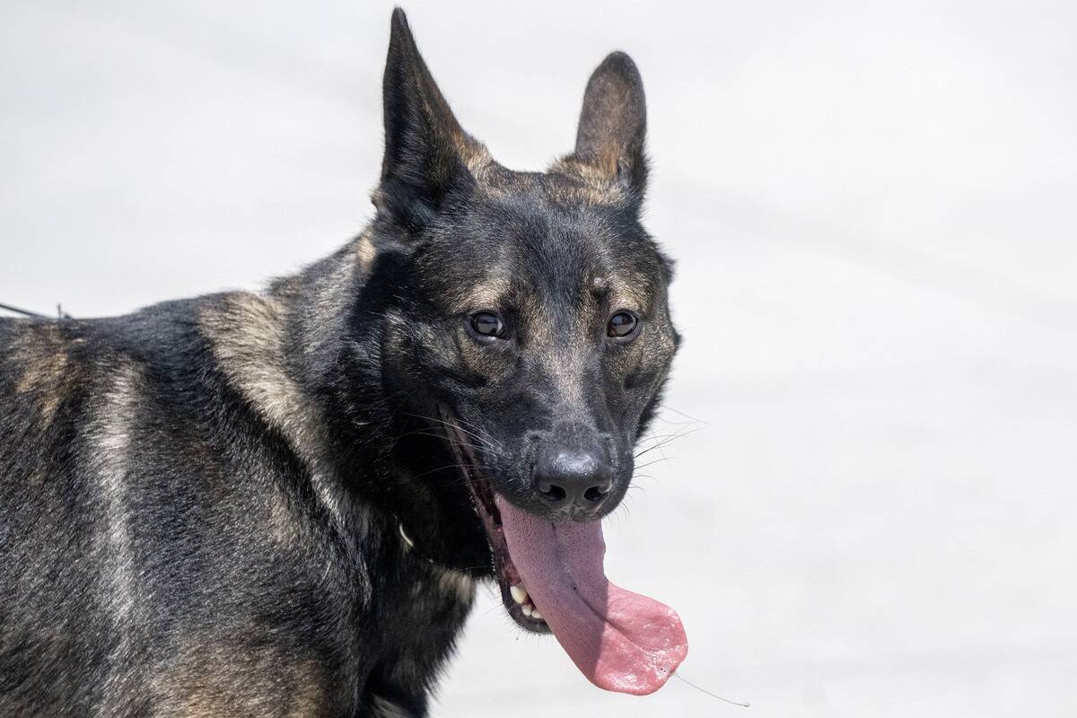 LAPD narcotics detection K-9 Bosco LAPD narcotics detection K-9 Bosco