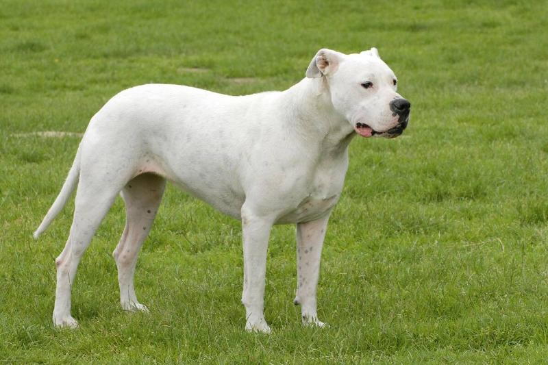 Dog, Argentine Dogo Dog, Argentine Dogo