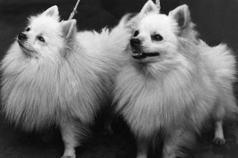 Frankfurt / Main: Dog show Frankfurt / Main: Dog show
