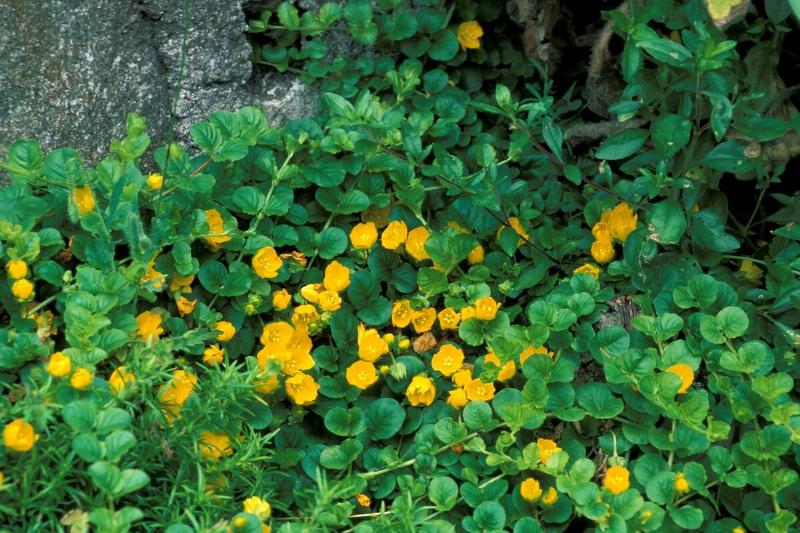 Lysimachia Nummularia. North Italy. Italy Lysimachia Nummularia. North Italy. Italy