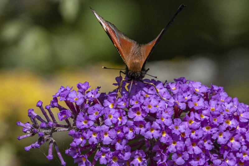 Peacock Butterfly Spotted On A Summer Lilac Peacock Butterfly Spotted On A Summer Lilac