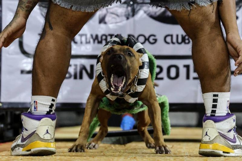 Thailand International Dog Show Thailand International Dog Show