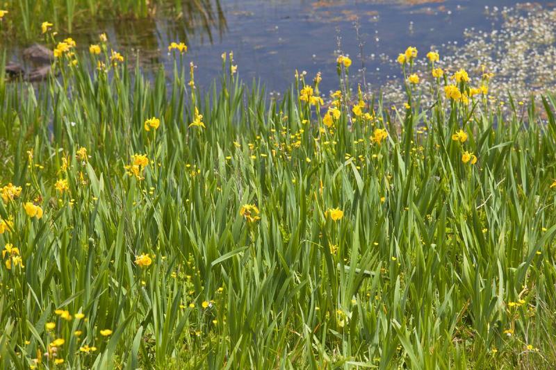 Yellow Flag Iris, Lough Inagh, Connemara, Ireland Yellow Flag Iris, Lough Inagh, Connemara, Ireland