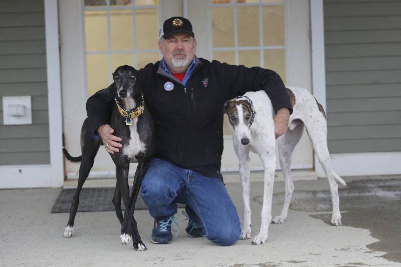 Dogs for adoption