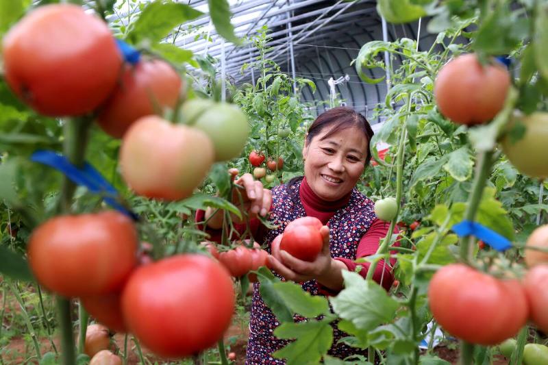 A Greenhouse in Zaozhuang