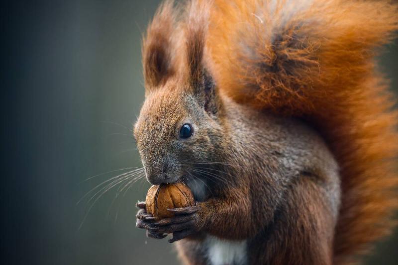 A Squirrel Eats A Nut