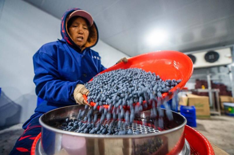 Blueberries Harvest in Bijie, China