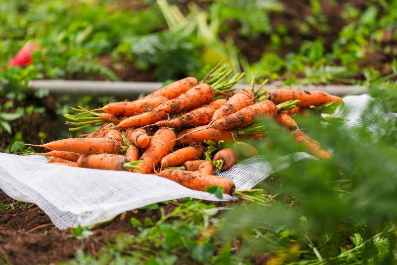 Carrot Farmers In Sri Lanka
