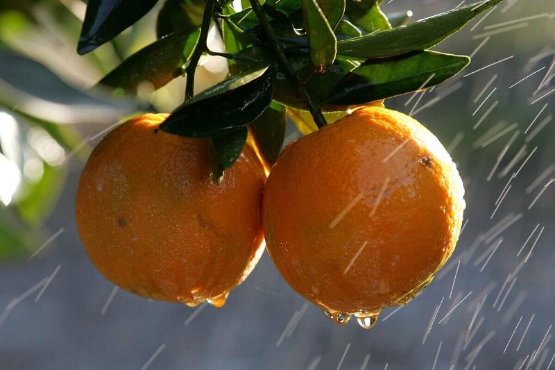 Cold Snap Endangers California Citrus Crop Cold Snap Endangers California Citrus Crop