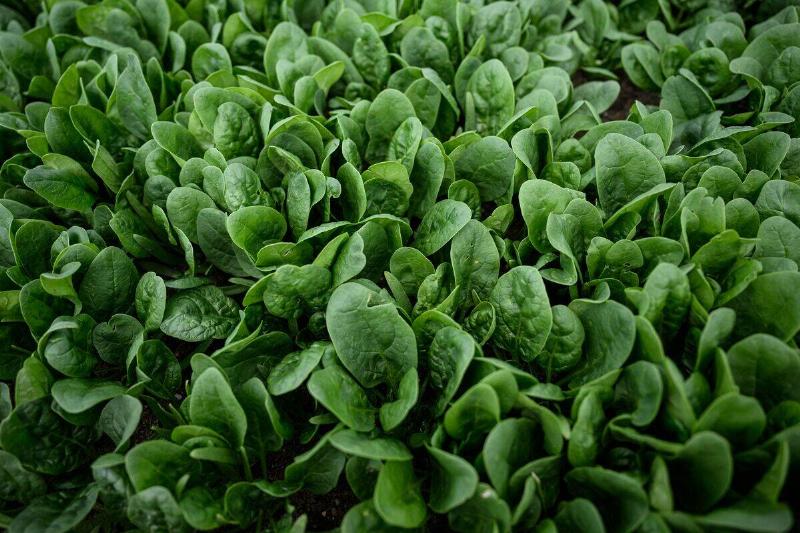 FRANCE-AGRICULTURE-GAP FRANCE-AGRICULTURE-GAP