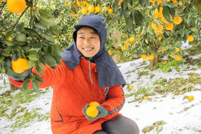 Navel Orange Harvest After Heavy Snowfall In Yichang Navel Orange Harvest After Heavy Snowfall In Yichang