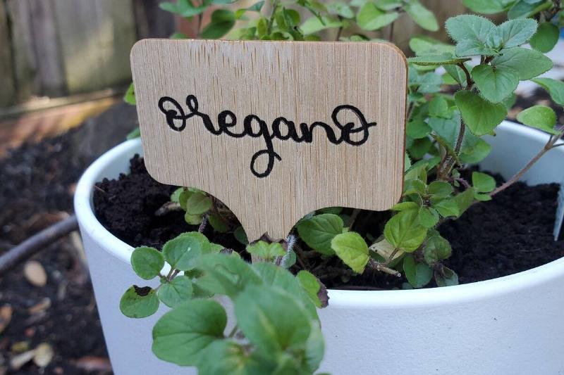 Oregano In Garden