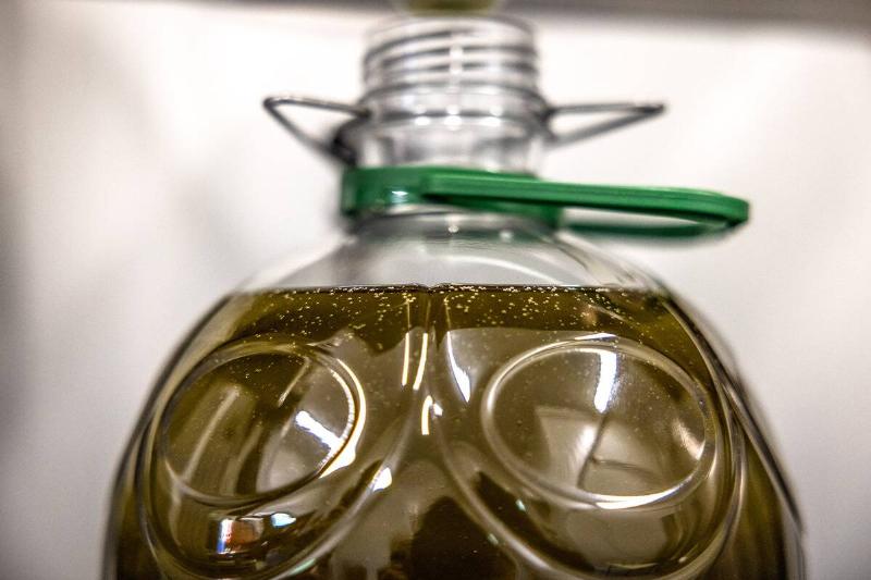 Spanish Olive Harvest as European Olive Oil Prices Soar