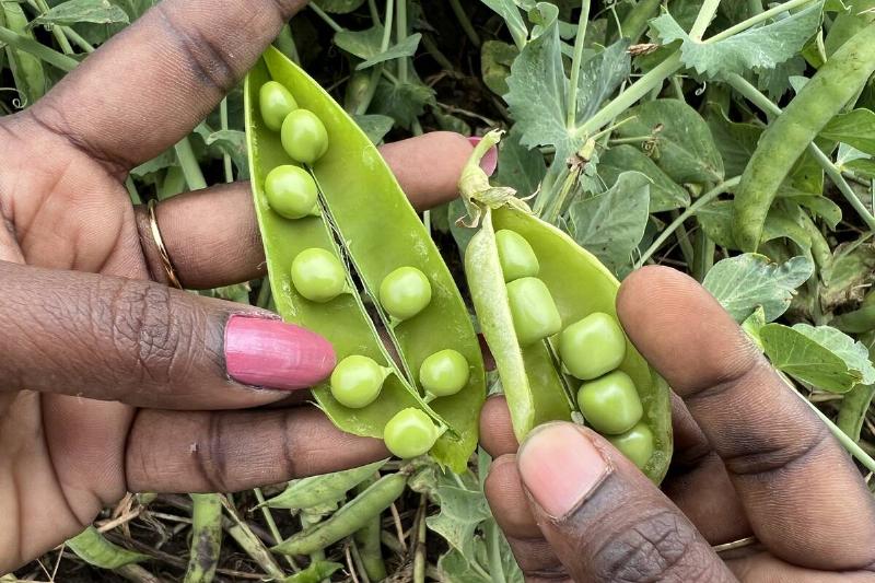 Sugar Snap Peas And Green Peas In Canada