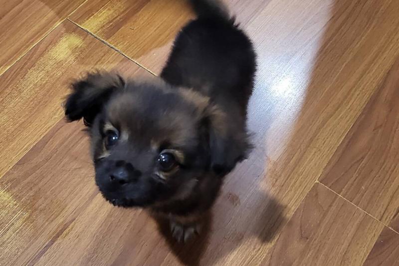 Milo Milo