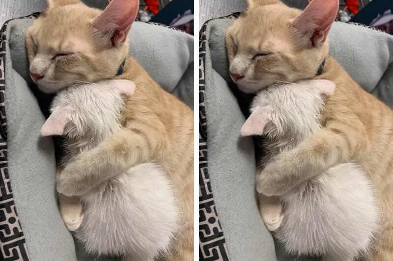 cuddle2 cuddle2