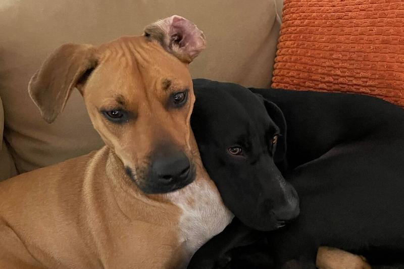 dogs dogs