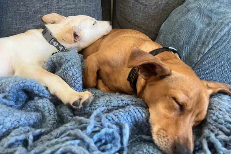 pillow dog pillow dog