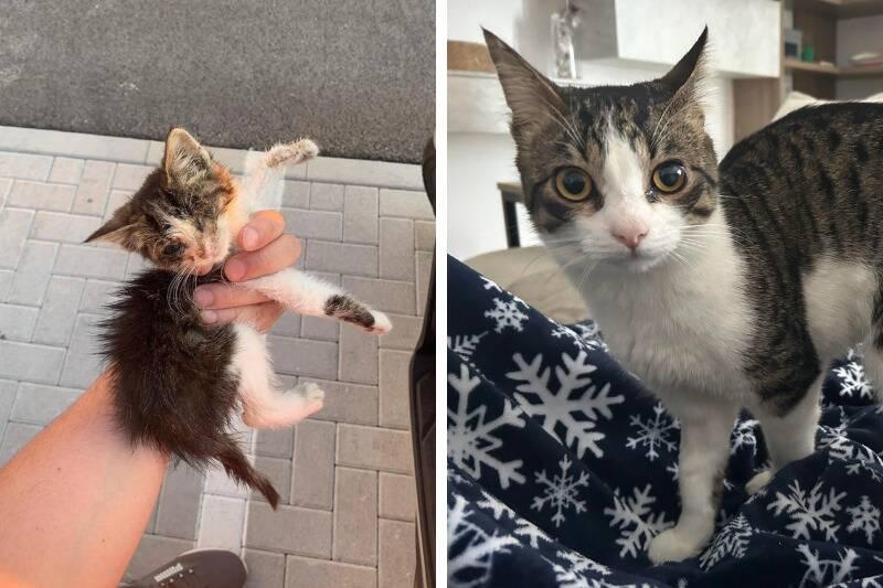 stray stray