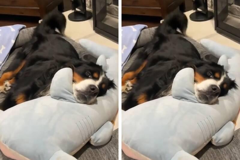 tail2 tail2