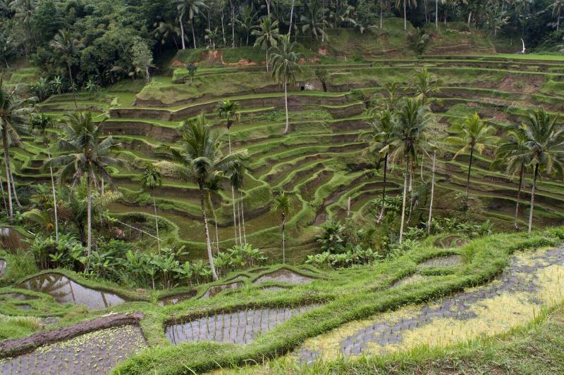 Bali Bali