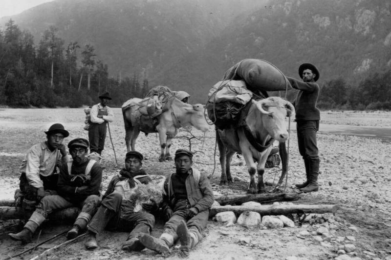 Pack Oxen on Dyea Trail Pack Oxen on Dyea Trail
