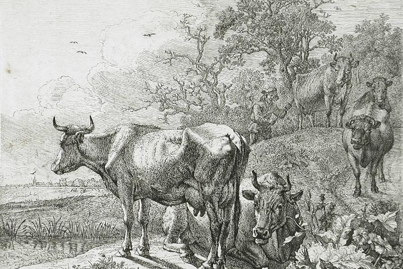 View Of A Meadow