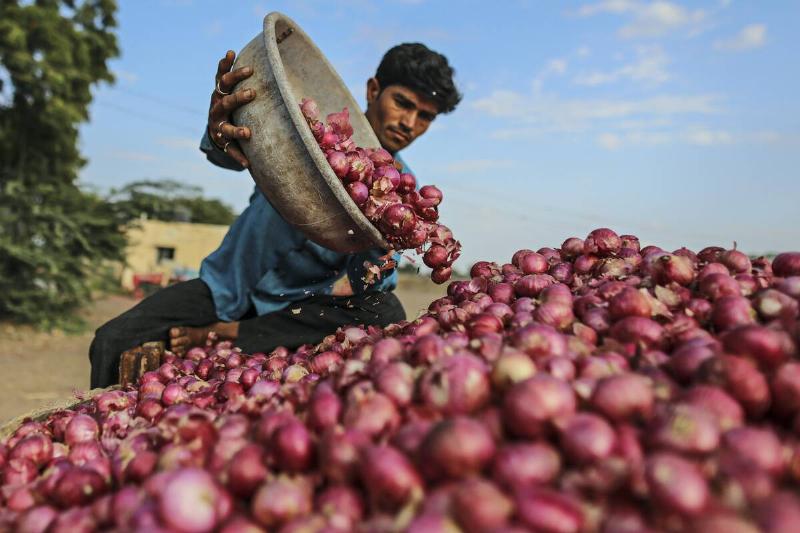 Onion Harvest And Wholesale Markets As Food Prices Ease Onion Harvest And Wholesale Markets As Food Prices Ease