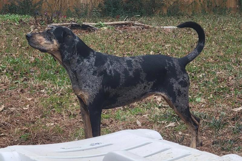 American Leopard hound American Leopard hound