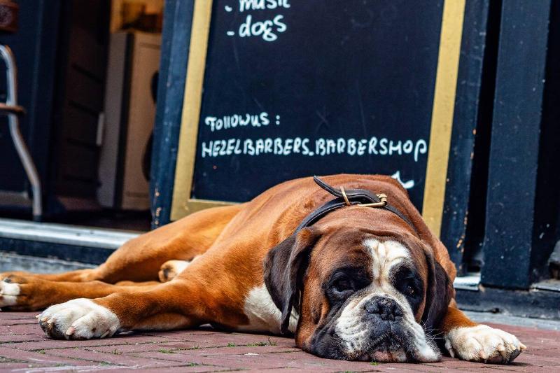 A boxer dog is seen lying on the ground on a warm morning... A boxer dog is seen lying on the ground on a warm morning...