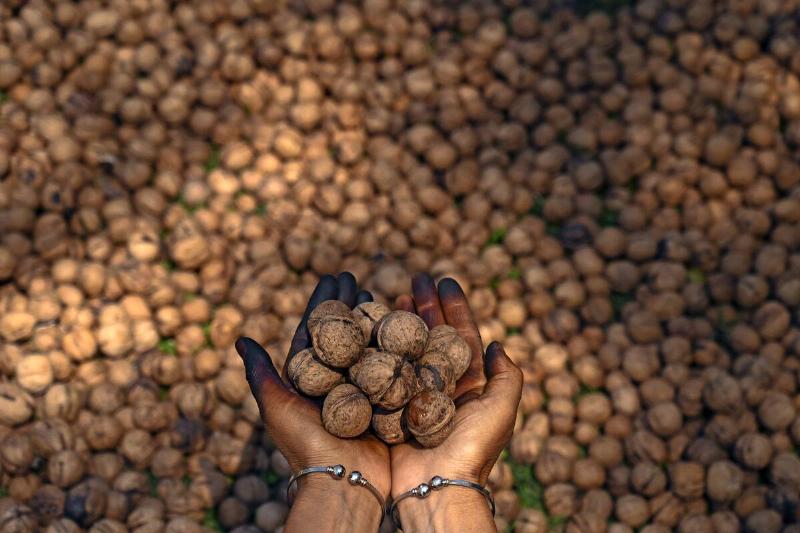 TOPSHOT-INDIA-KASHMIR-ECONOMY-AGRICULTURE TOPSHOT-INDIA-KASHMIR-ECONOMY-AGRICULTURE