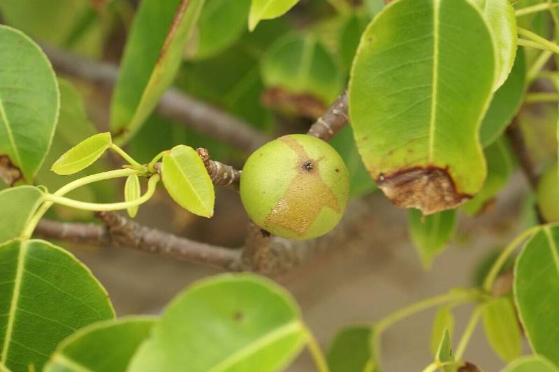Hippomane_mancinella_(fruit)