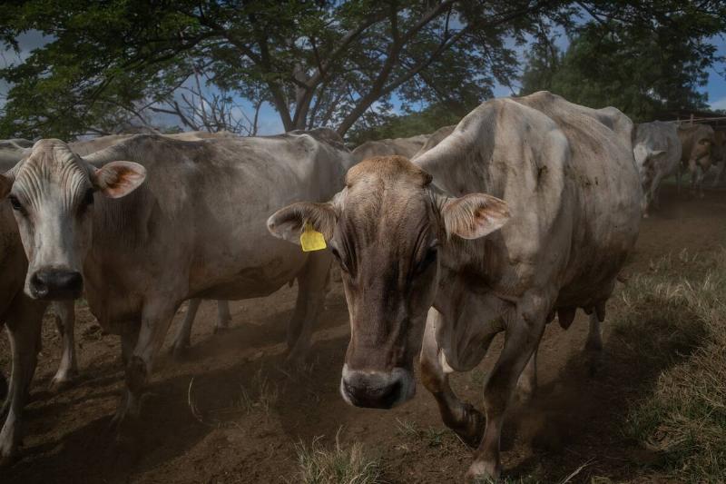 A Dairy Cattle Farm As Venezuela's Output Rises A Dairy Cattle Farm As Venezuela's Output Rises