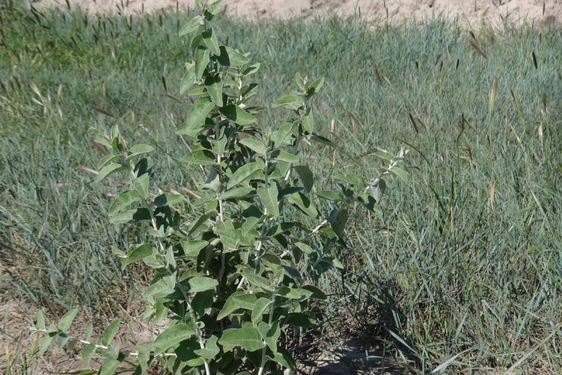 A sturdy Russian olive tree is planted at CLP's windfarm in Jilin. 22AUG11 A sturdy Russian olive tree is planted at CLP's windfarm in Jilin. 22AUG11