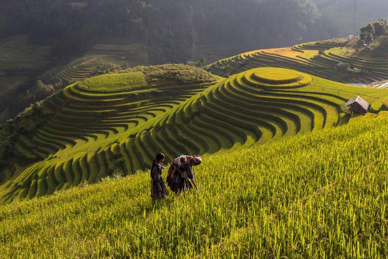 Mu Cang Chai rice fields, Yenbai, Vietnam