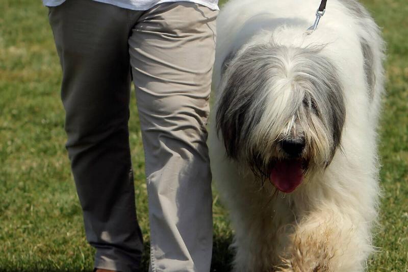 ROMANIA-BUCHAREST-CANINE BEAUTY SHOW ROMANIA-BUCHAREST-CANINE BEAUTY SHOW