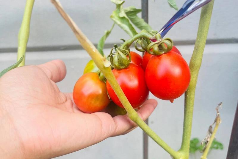 tomato plant tomato plant