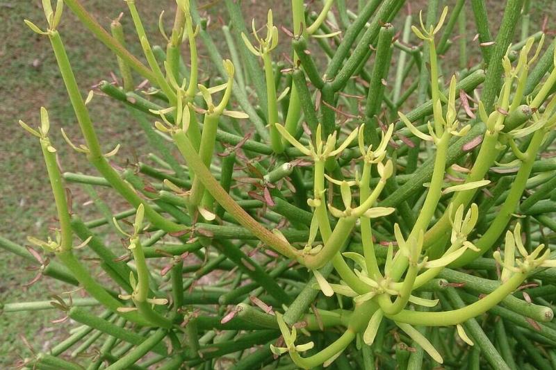 1600px-Pencil_Tree_(Euphorbia_tirucalli)_1 1600px-Pencil_Tree_(Euphorbia_tirucalli)_1