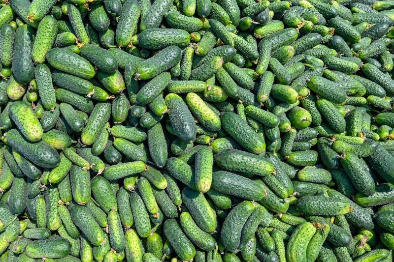 Start of the Spreewald cucumber harvest