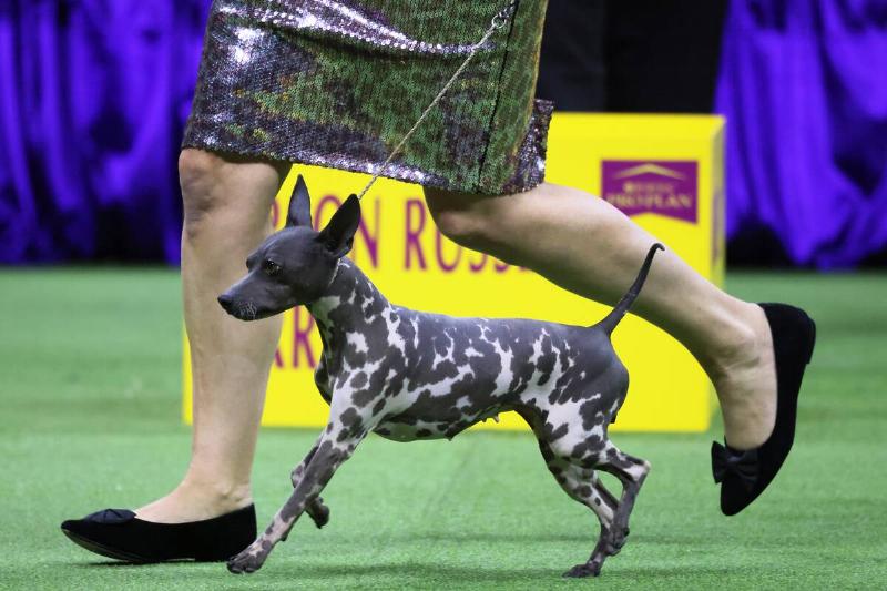 Annual Westminster Kennel Club Dog Show Held At Flushing Meadows-Corona Park