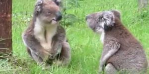 A ferocious koala fight caught on camera.