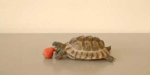 This Tortoise Could Save a Life – Ft. Alan Rickman