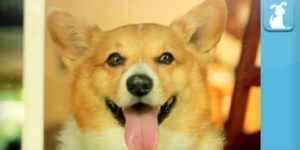 Corgi Rae Jepsen – Call Me Maybe.