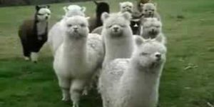 March of the Alpaca.