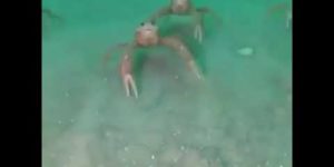 crab crab food scared crab frightened crab crab crab scared crab food food crab crab hand crab