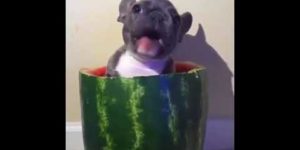 When you love the watermelon so much…