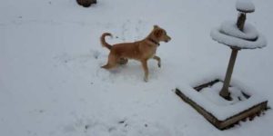 Dogs first snow!