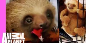 Baby sloth bath time!