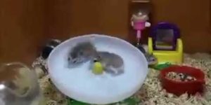 Two hamsters, one wheel.